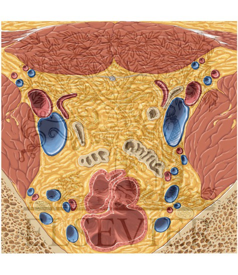 Watermarked preview of unlabeled image: Prostate and Seminal Tract Axial 1