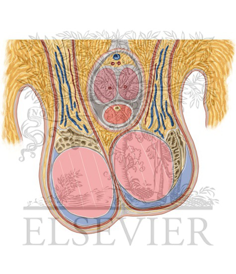 Watermarked preview of unlabeled image: Scrotum and Testes Coronal 3