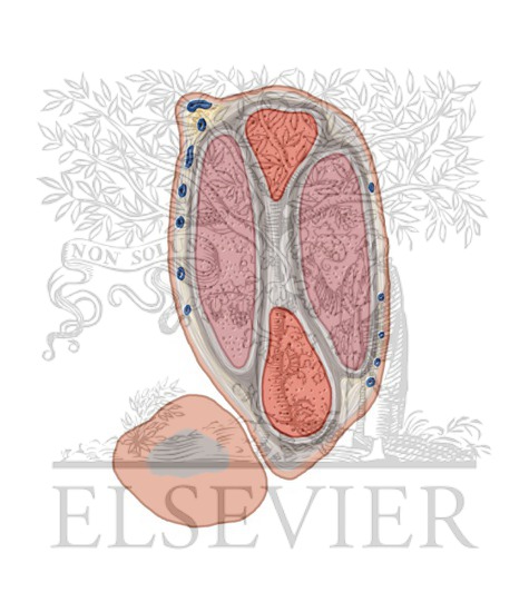 Watermarked preview of unlabeled image: Penis and Male Urethra Coronal 2