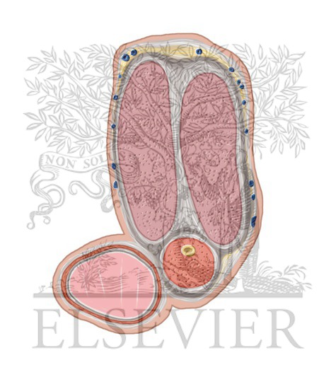 Watermarked preview of unlabeled image: Penis and Male Urethra Coronal 3