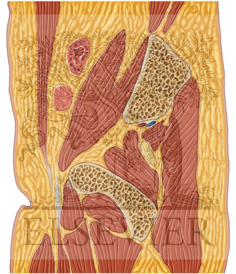 Watermarked preview of unlabeled image: Female Pelvis Sagittal 1