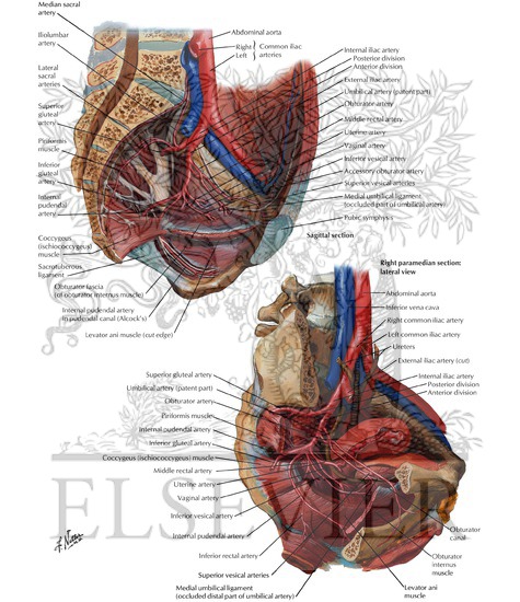 Watermarked preview of labeled image: Arteries and Veins of Pelvis: Female
Blood Supply of Pelvis II
