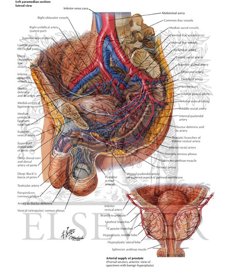 Watermarked preview of labeled image: Arteries and Veins of Pelvis: Male
Blood Supply of Pelvis