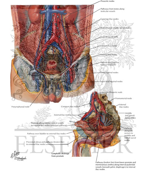 Watermarked preview of labeled image: Lymph Vessels and Nodes of Pelvis and Genitalia: Male
Lymphatic Drainage of Pelvis and Genitalia