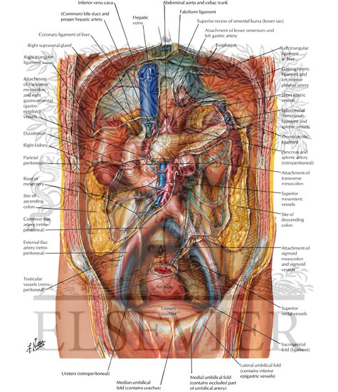 Peritoneum of Posterior Abdominal Wall