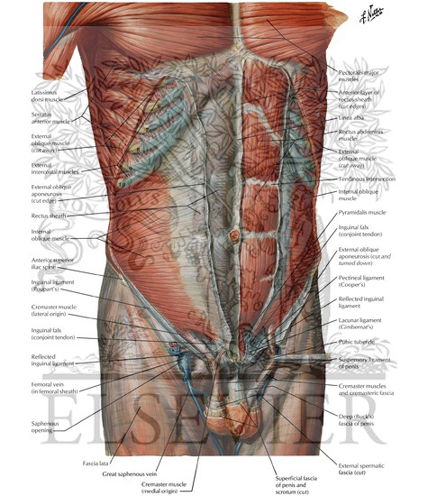 Anterior Abdominal Wall: Intermediate Dissection ...