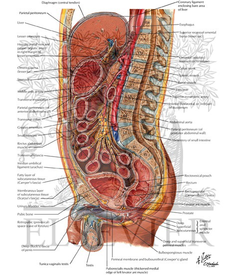 Abdominal Wall and Viscera: Median (Sagittal) Section Peritoneum
