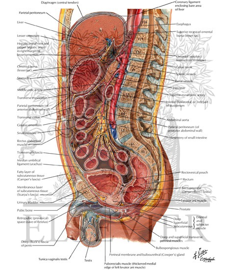 Abdominal Wall and Viscera: Median (Sagittal) Section
Peritoneum