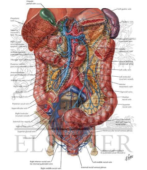 Watermarked preview of labeled image: Veins of Large Intestine
Venous Drainage of Small and Large Intestine
