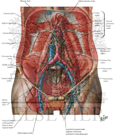 Lymph Vessels and Nodes of Posterior Abdominal Wall