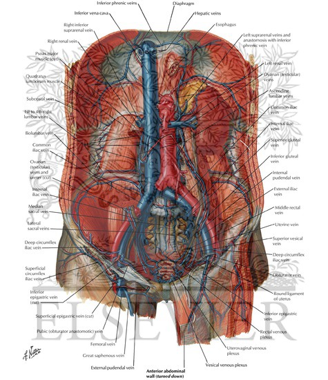 Watermarked preview of labeled image: Arteries and Veins of Posterior Abdominal Wall