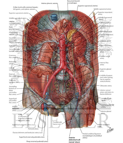 Watermarked preview of labeled image: Arteries and Veins of Posterior Abdominal Wall