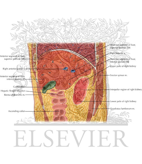 Abdomen Sagittal 13