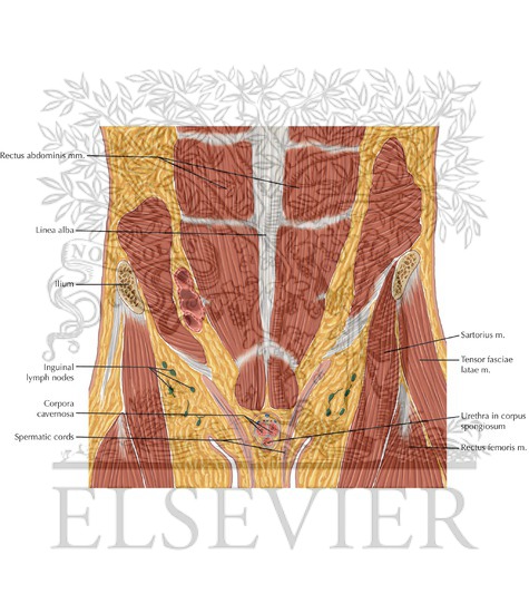 Watermarked preview of labeled image: Male Pelvis Coronal 1