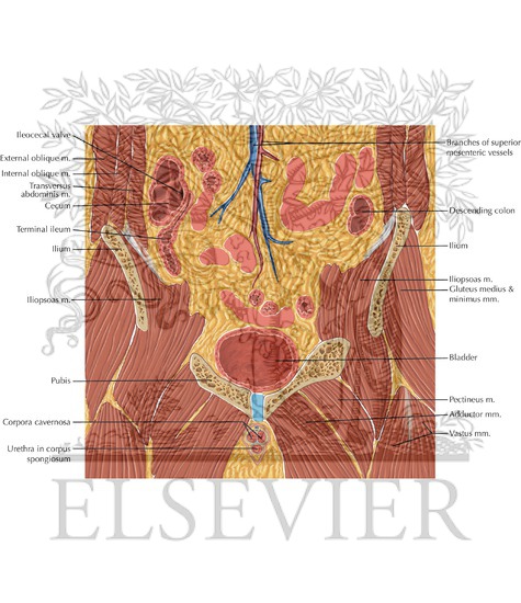 Watermarked preview of labeled image: Male Pelvis Coronal 3