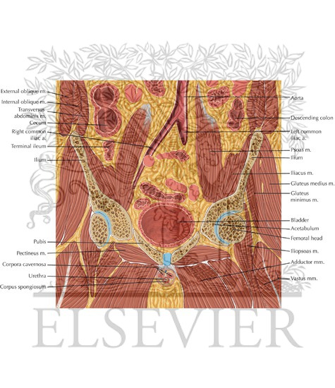 Watermarked preview of labeled image: Male Pelvis Coronal 4