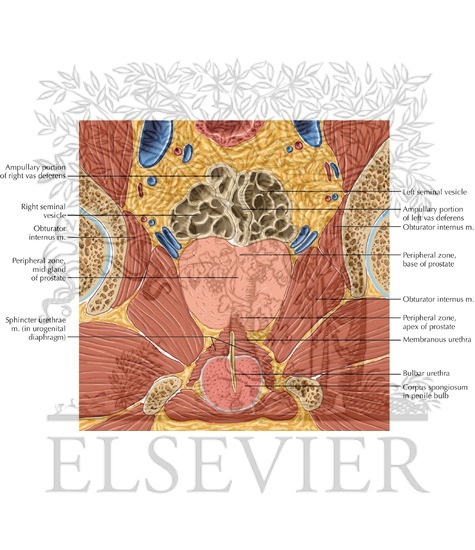 Watermarked preview of labeled image: Prostate and Seminal Tract Coronal 4