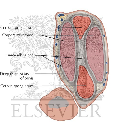 Penis and Male Urethra Coronal 2
