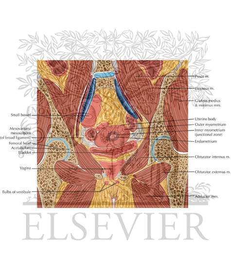 Watermarked preview of labeled image: Female Pelvis Coronal 5