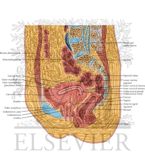 Watermarked preview of labeled image: Female Pelvis Sagittal 6