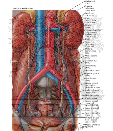 Arteries of Ureters and Urinary Bladder
Blood Supply of Ureters and Bladder