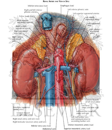 Renal Artery And Vein In Situ Renal Vasculature