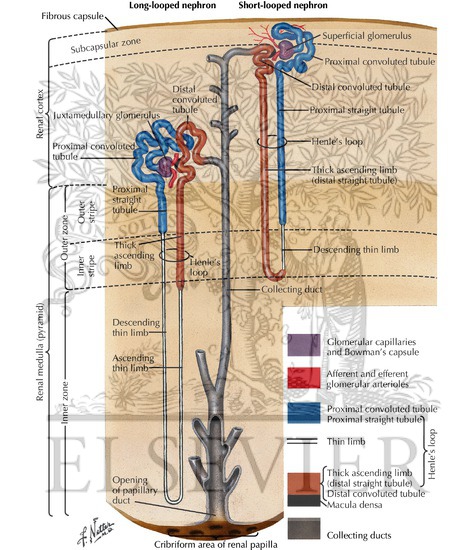 Anatomy of the Nephron
Nephron and Collecting Tubule: Schema
The Nephron