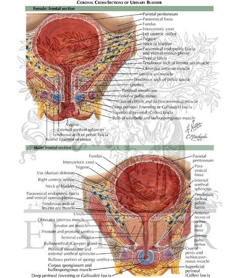 Urinary Bladder: Female and Male