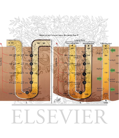 Models to Demonstrate Principle of Countercurrent Multiplier in Creating High Interstitial Osmotic Gradient and Urine Concentration