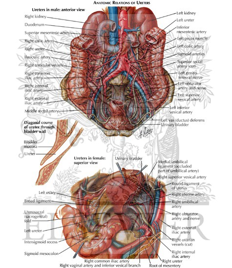Anatomic Relations of Ureters
Ureters