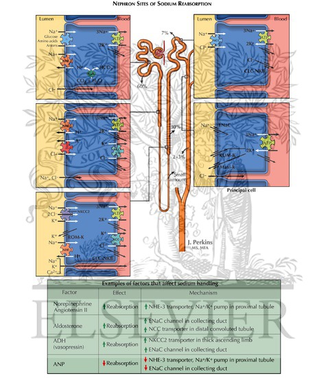 Watermarked preview of labeled image: Nephron Sites of Sodium Reabsorption