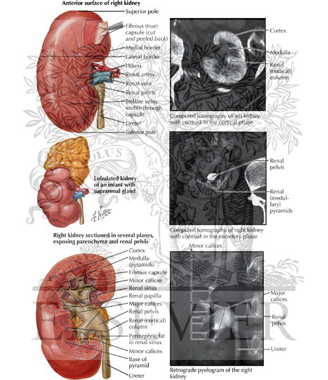Kidney: Gross Structure