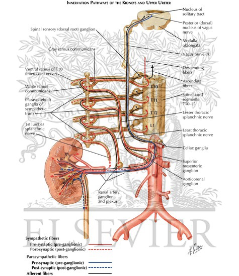 Innervation of Urinary System (continued)