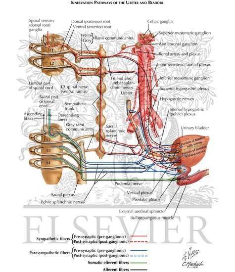 Watermarked preview of labeled image: Innervation Pathways of the Ureter and Bladder
