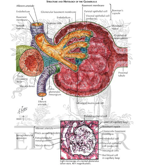 Glomerulus