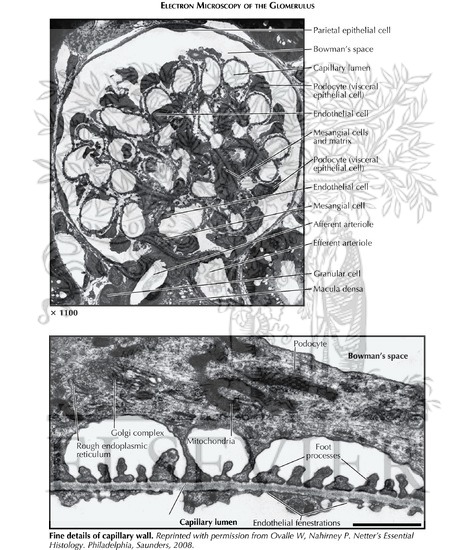 Glomerulus: Electron Microscopy