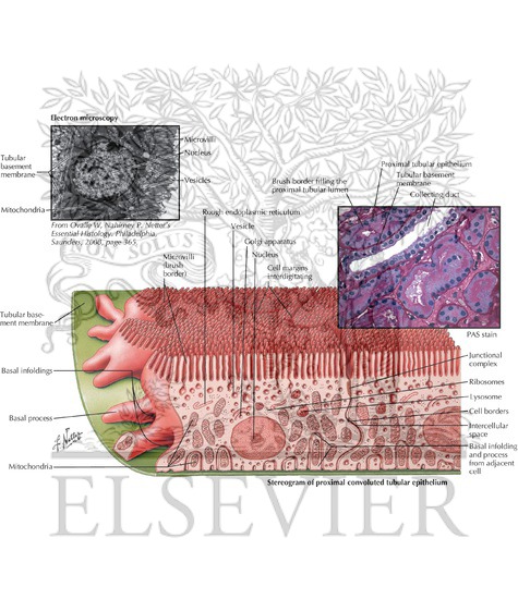 Watermarked preview of labeled image: Proximal Tubule