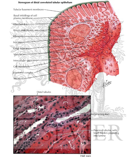 Distal Tubule