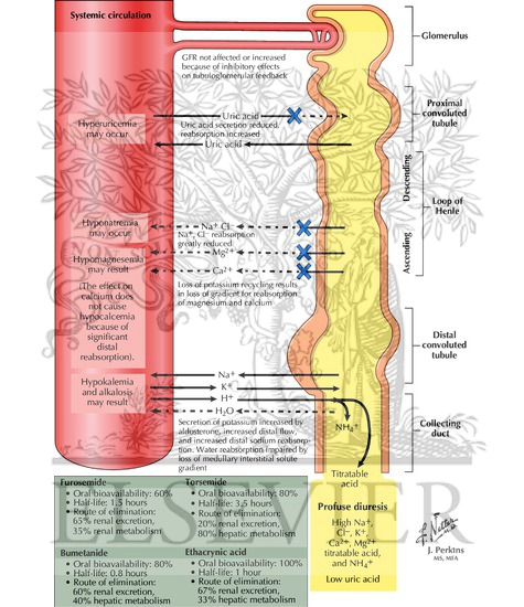 Watermarked preview of labeled image: Loop Diuretics