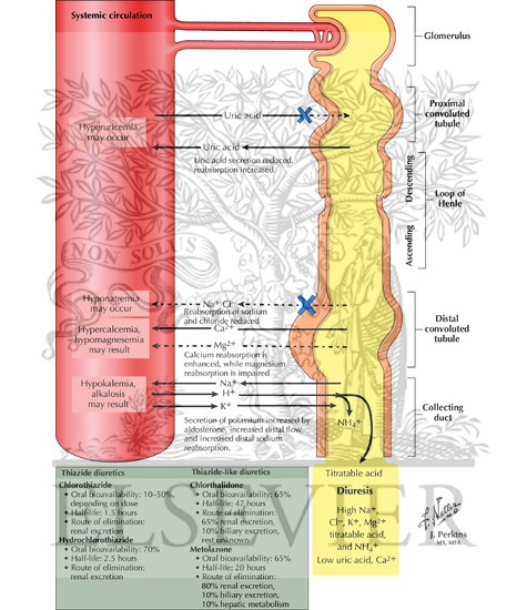 Thiazide Diuretics