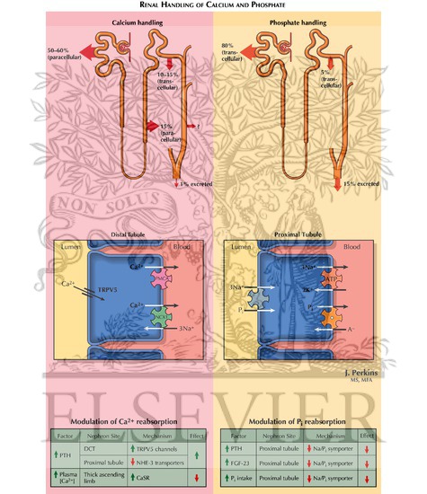 Watermarked preview of labeled image: Calcium and Phosphate Excretion