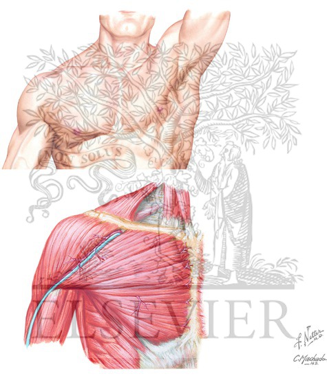 Anterior Muscles of Shoulder