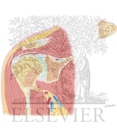 Anterior Muscles of Shoulder: Cross Section