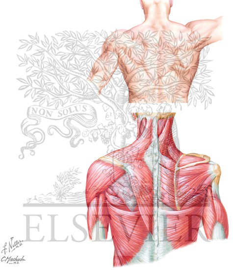 Posterior Muscles of Shoulder