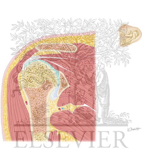 Posterior Muscles of Shoulder: Cross Section