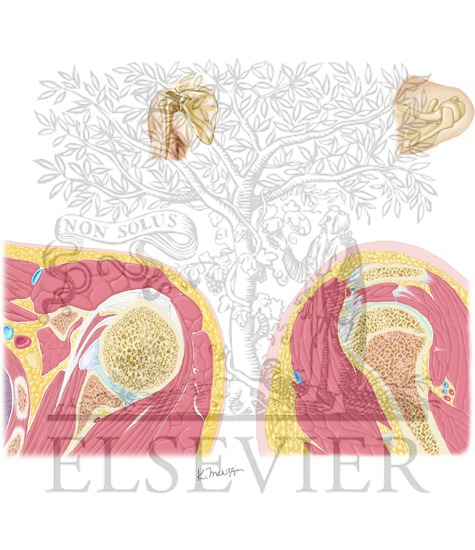 Watermarked preview of unlabeled image: Muscles of Rotator Cuff: Cross Sections