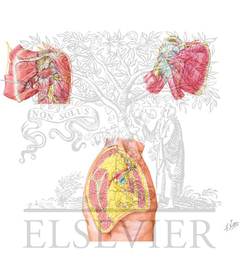 Deep Neurovascular Structures and Intervals
