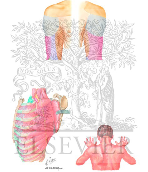 Watermarked preview of unlabeled image: Sensory Distribution and Neuropathy in Shoulder