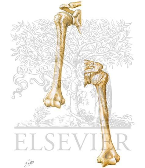 Anterior and Posterior Views of Humerus