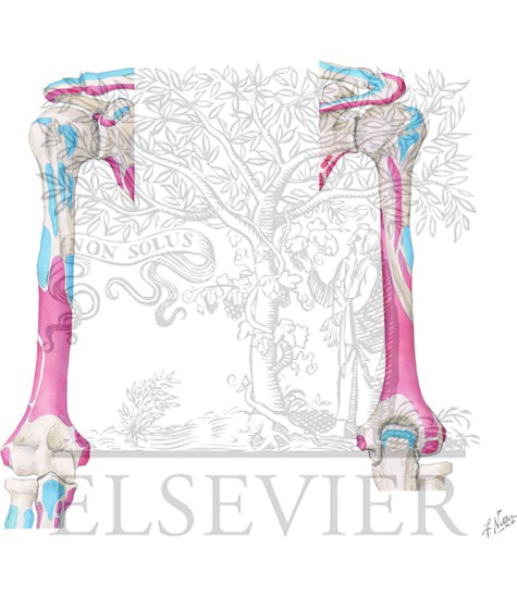 Watermarked preview of unlabeled image: Muscle Origins and Insertions of Upper Arm and Elbow